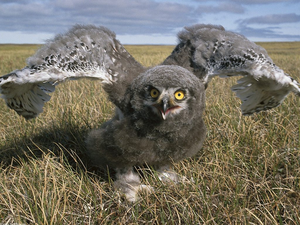 Snowy Owl, Alaska